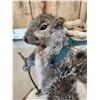 Image 5 : Backpacking Squirrel Full Body Taxidermy Mount
