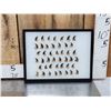 Image 1 : 44 Black Bear Claws Taxidermy