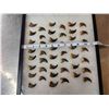 Image 2 : 44 Black Bear Claws Taxidermy