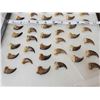 Image 3 : 44 Black Bear Claws Taxidermy