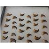 Image 4 : 44 Black Bear Claws Taxidermy