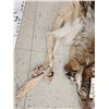Image 2 : Canadian Wolf Soft Tanned Fur