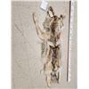 Image 3 : Canadian Wolf Soft Tanned Fur