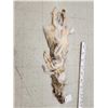 Image 4 : Canadian Wolf Soft Tanned Fur