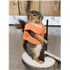 Image 3 : Hunting Squirrel Full Body Taxidermy Mount