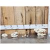 Image 1 : Small Animal Skulls Lot Taxidermy