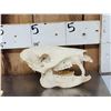 Image 2 : Small Animal Skulls Lot Taxidermy