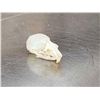 Image 3 : Small Animal Skulls Lot Taxidermy