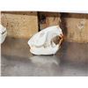 Image 3 : Animal Skulls Lot Taxidermy