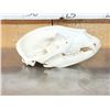 Image 4 : Animal Skulls Lot Taxidermy