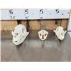 Image 5 : Animal Skulls Lot Taxidermy
