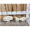 Image 6 : Animal Skulls Lot Taxidermy