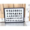 Image 1 : 44 Black Bear Claws Taxidermy