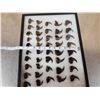 Image 2 : 44 Black Bear Claws Taxidermy