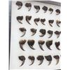 Image 3 : 44 Black Bear Claws Taxidermy