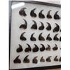 Image 4 : 44 Black Bear Claws Taxidermy