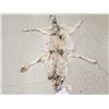 Image 1 : Canadian Wolf Soft Tanned Fur Taxidermy