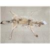 Image 2 : Canadian Wolf Soft Tanned Fur Taxidermy