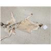 Image 3 : Canadian Wolf Soft Tanned Fur Taxidermy