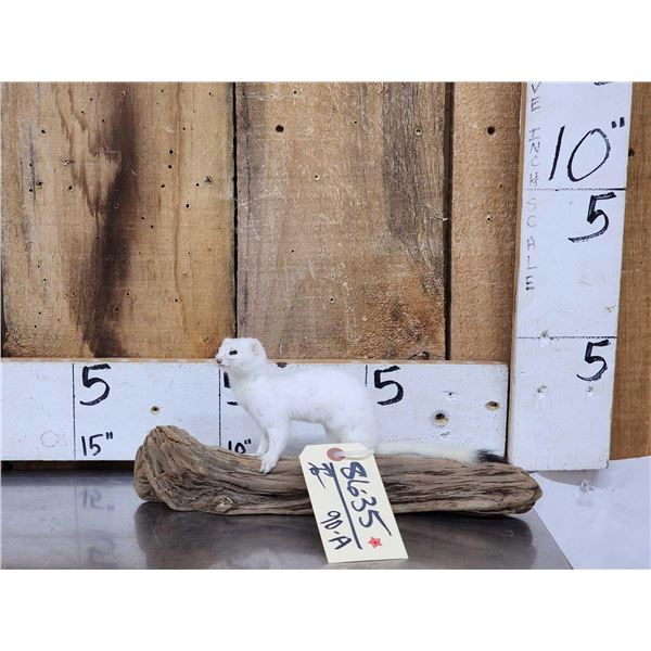 White Weasel Full Body Taxidermy Mount