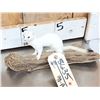 Image 2 : White Weasel Full Body Taxidermy Mount
