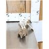 Image 3 : White Weasel Full Body Taxidermy Mount