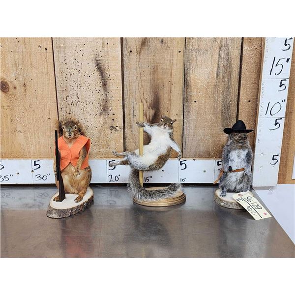 3 Cute Critters Taxidermy Lot