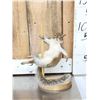 Image 5 : 3 Cute Critters Taxidermy Lot