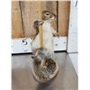 Image 6 : 3 Cute Critters Taxidermy Lot