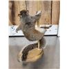 Image 7 : 3 Cute Critters Taxidermy Lot