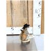 Image 2 : Sheriff Squirrel Full Body Taxidermy Mount