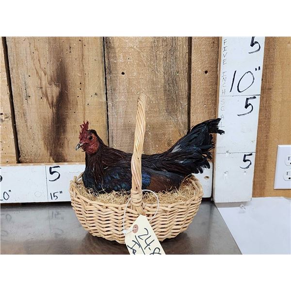 Chicken In A Basket Full Body Bird Taxidermy