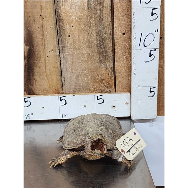 Snapping Turtle Full Body Taxidermy Mount