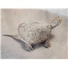 Image 4 : Snapping Turtle Full Body Taxidermy Mount