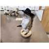 Image 4 : 3 Cute Critters Taxidermy Lot