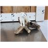 Image 7 : 3 Cute Critters Taxidermy Lot