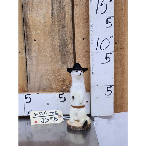 Sheriff Weasel Taxidermy Mount