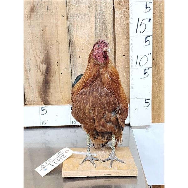 Bantam Chicken Full Body Taxidermy Mount