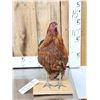 Image 1 : Bantam Chicken Full Body Taxidermy Mount