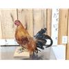 Image 2 : Bantam Chicken Full Body Taxidermy Mount