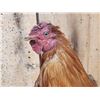 Image 3 : Bantam Chicken Full Body Taxidermy Mount