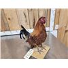 Image 4 : Bantam Chicken Full Body Taxidermy Mount
