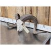 Image 2 : Big Ram Sheep Skull Taxidermy