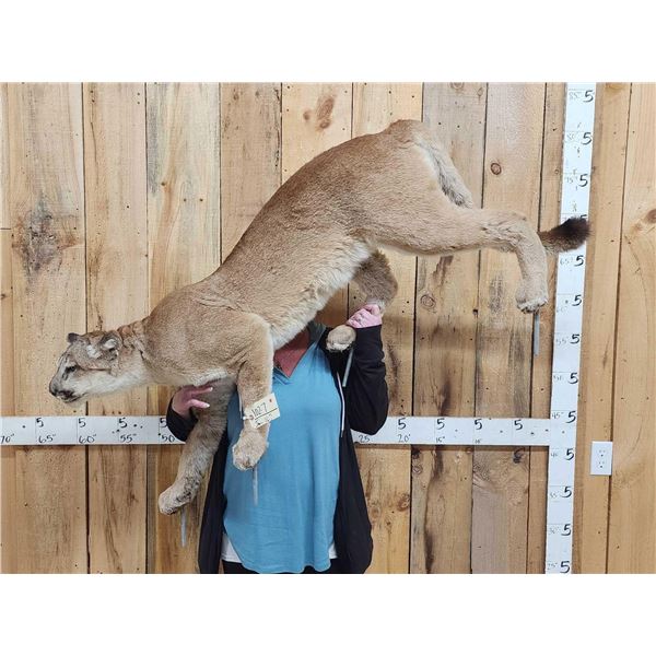 Mountain Lion Cougar Full Body Taxidermy Mount