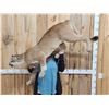 Image 1 : Mountain Lion Cougar Full Body Taxidermy Mount