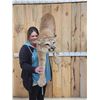 Image 3 : Mountain Lion Cougar Full Body Taxidermy Mount
