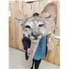 Image 4 : Mountain Lion Cougar Full Body Taxidermy Mount