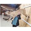 Image 5 : Mountain Lion Cougar Full Body Taxidermy Mount
