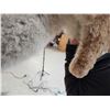 Image 6 : Mountain Lion Cougar Full Body Taxidermy Mount