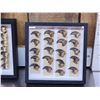 Image 3 : 40 Black Bear Claws Taxidermy